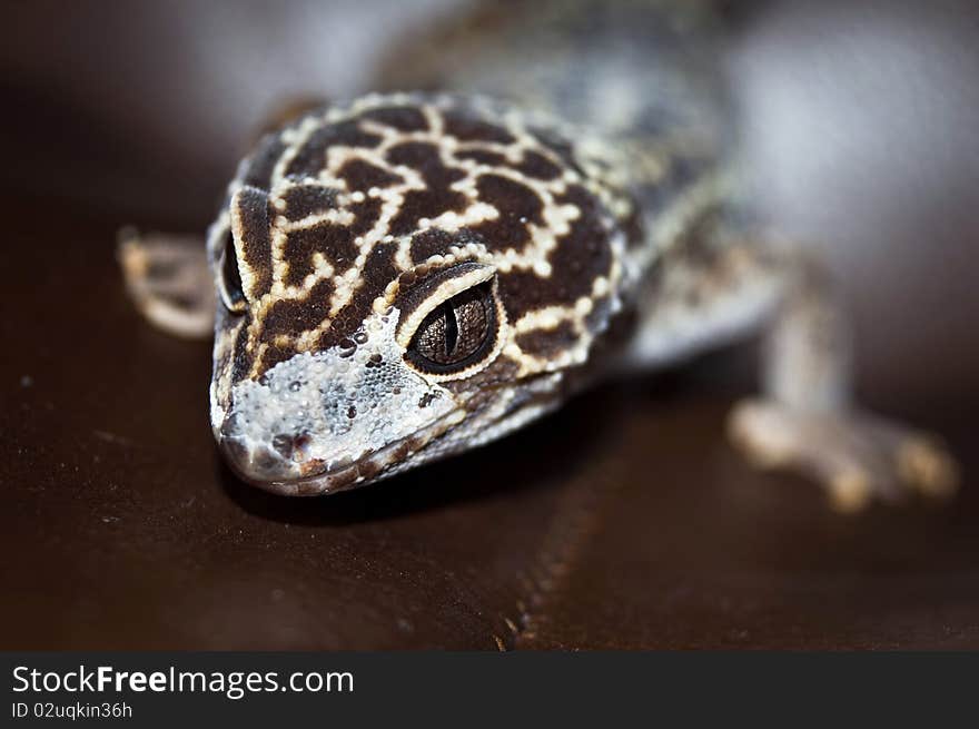 Gecko close up on brown background. Gecko close up on brown background