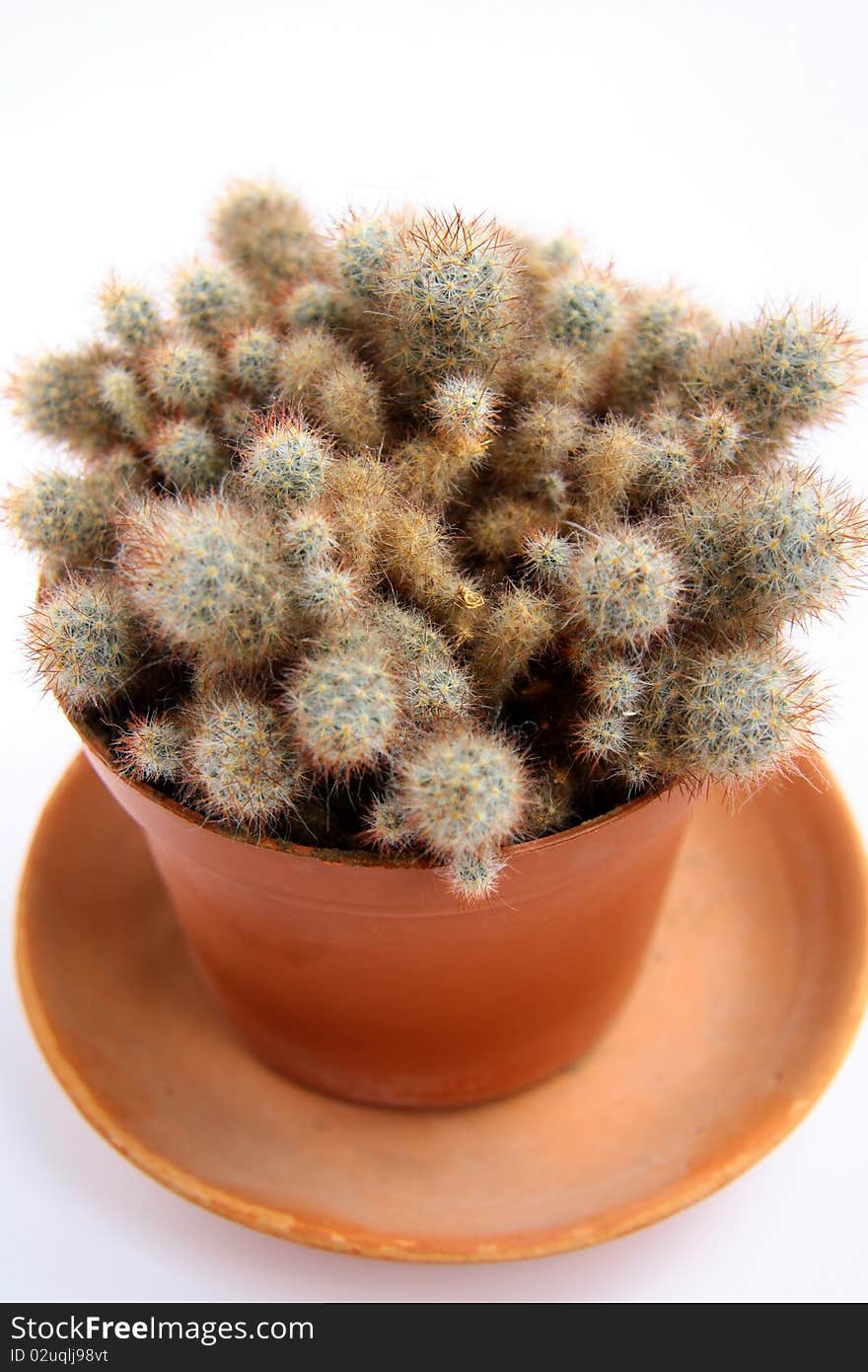 Green cactus in a brown pot on a white background