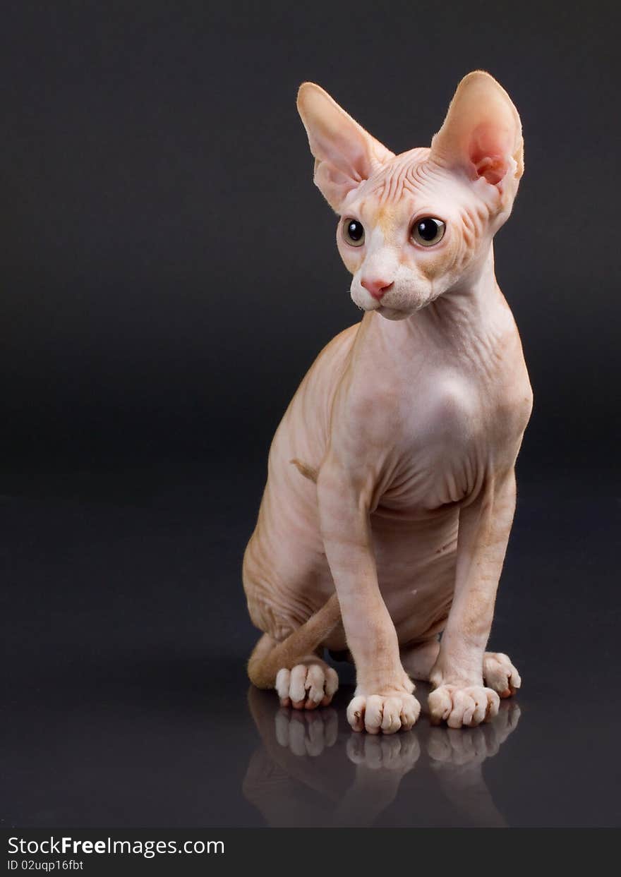 Sphynx kitten