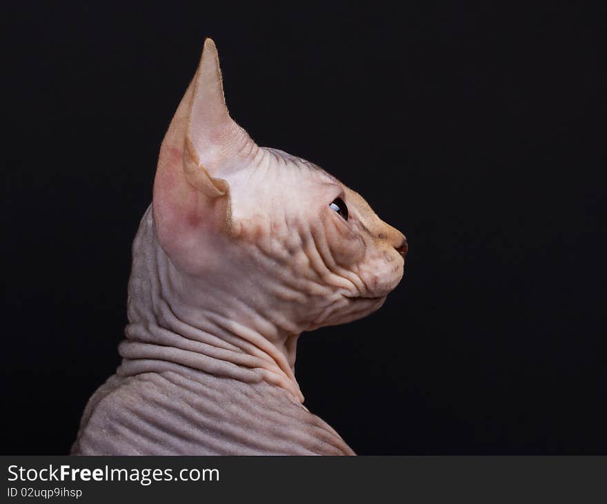 Sphynx kitten portrait in pfofile