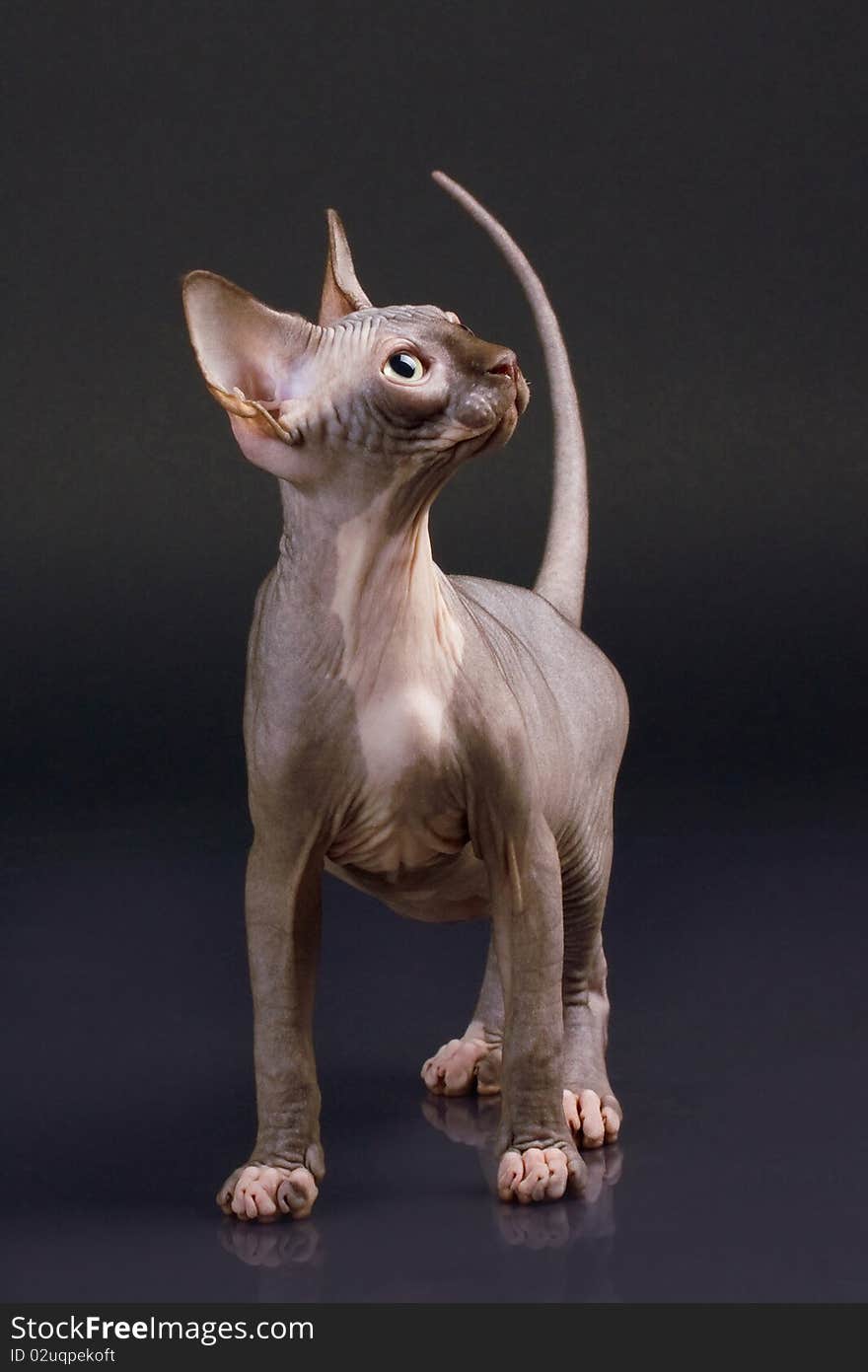 Sphynx kitten