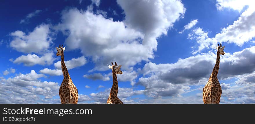 Curious giraffes with perfect sky background. Curious giraffes with perfect sky background