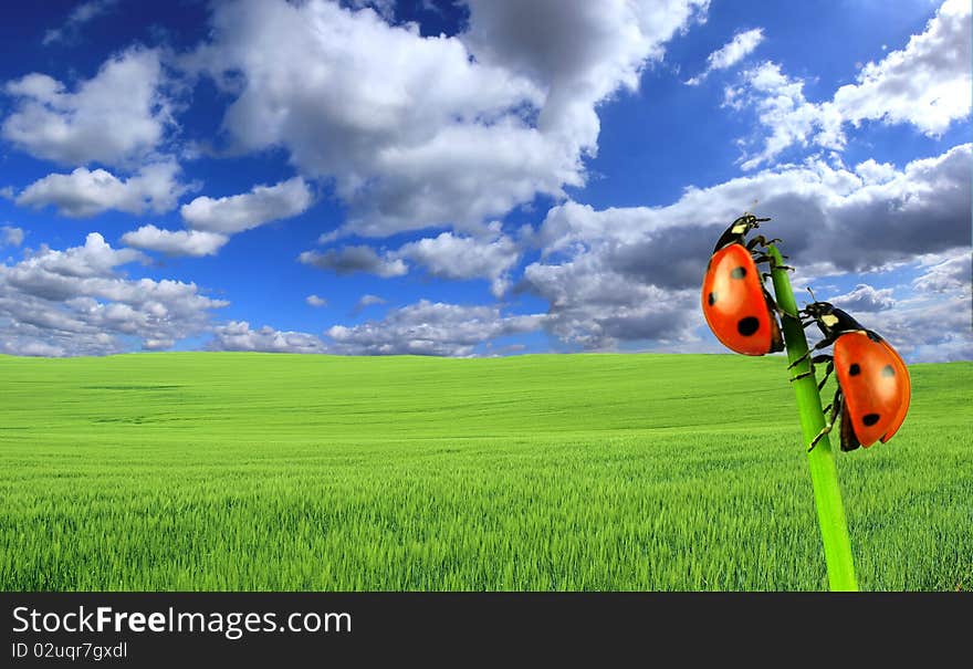 Green field with perfect sky background and two ladybugs. Green field with perfect sky background and two ladybugs