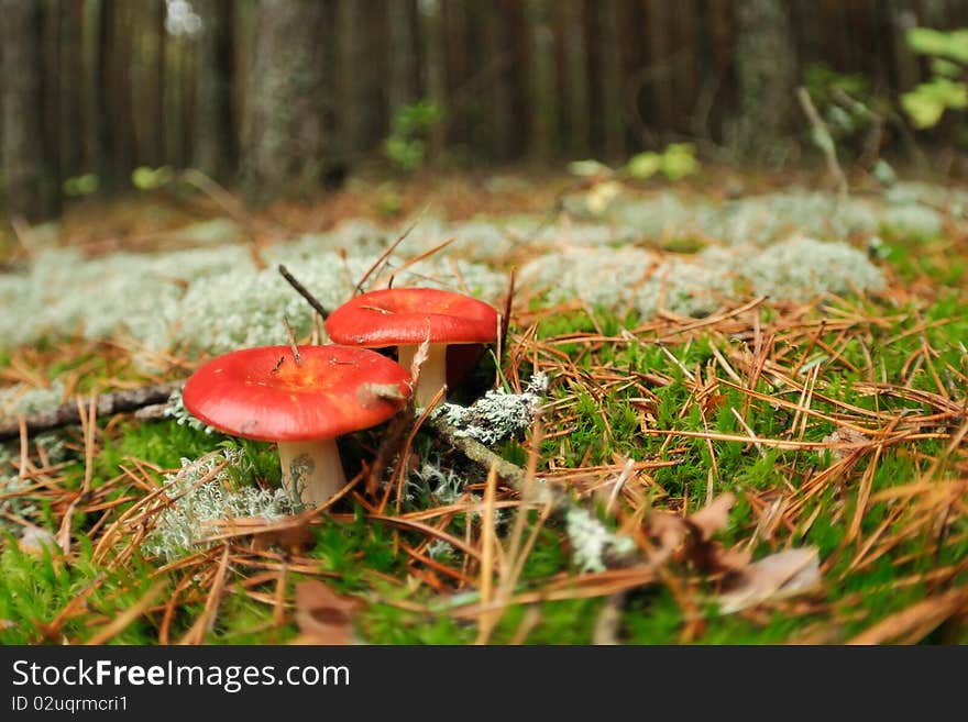 Edible russula mushrooms