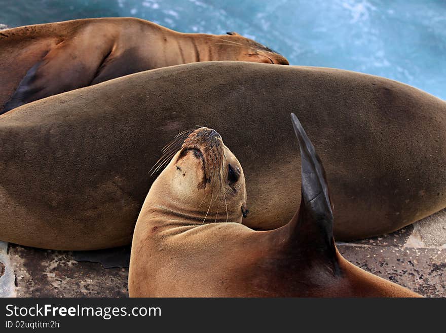 Three sea lions