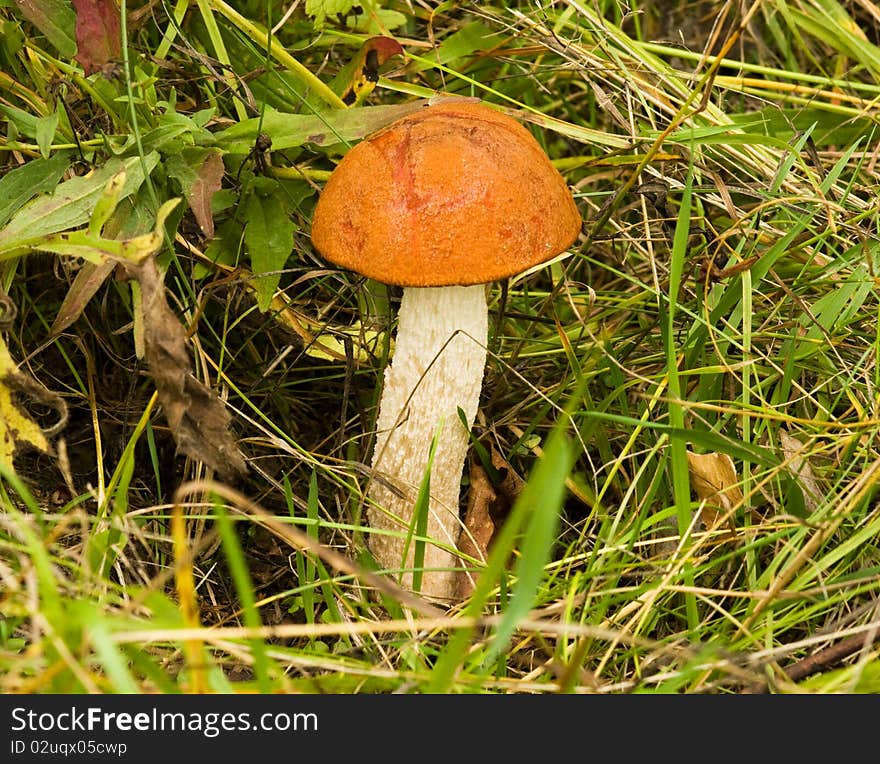 Leccinum mushroom close up in grass.