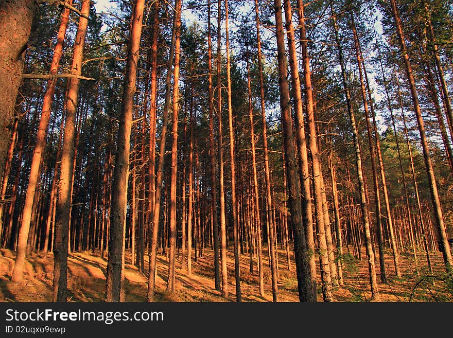 Inside the clean pine forest. The trunks of pines covered the summer sun. Inside the clean pine forest. The trunks of pines covered the summer sun.