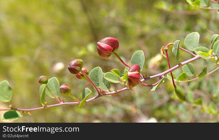 Caper (Capparis spinosa) buds on the branch