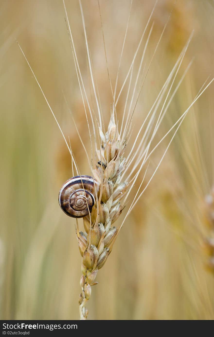 Little snail on ear of wheat