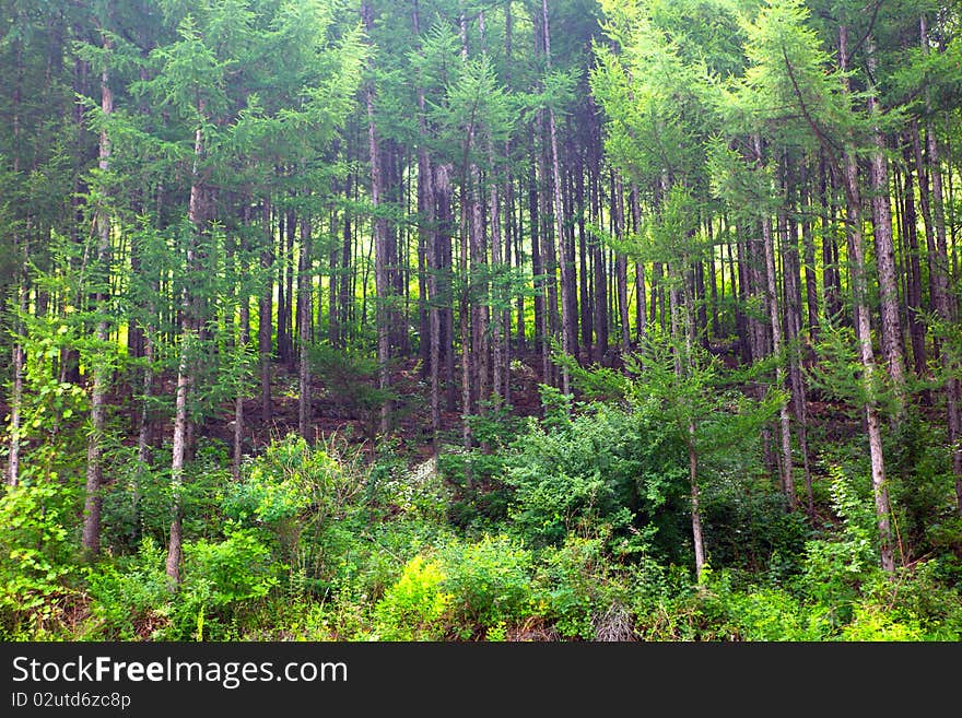 Old tree in forest