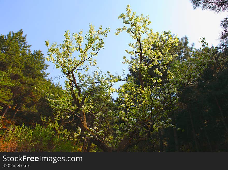 Pear in early spring， in the north east of China