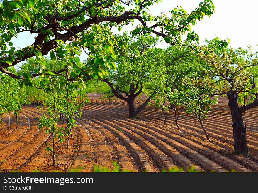 Pear in early spring