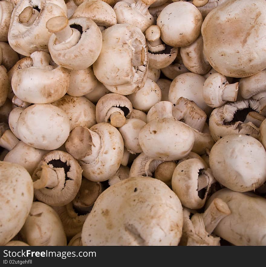 Fresh natural mushrooms to background . Fresh natural mushrooms to background .