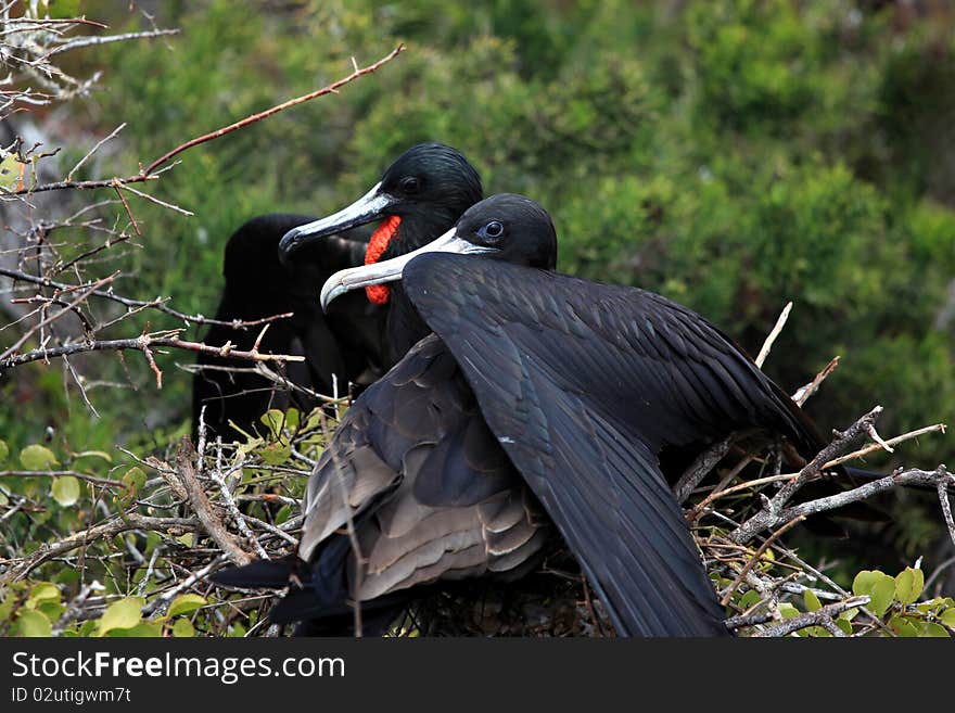 Couple of fregat birds from the Galapagos Islands