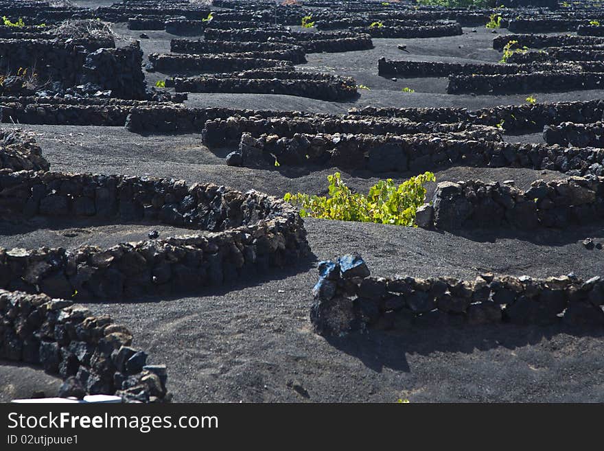 La Geria - vineyard region of Lanzarote, Canary Islands, grape vines grow in small walled craters in black volcanic ash