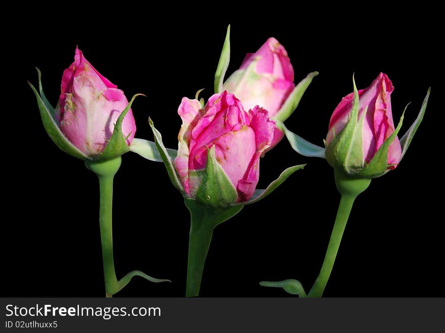 Bouquet From  Roses