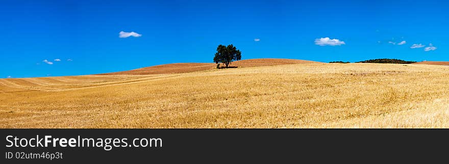 Isolated tree panorama