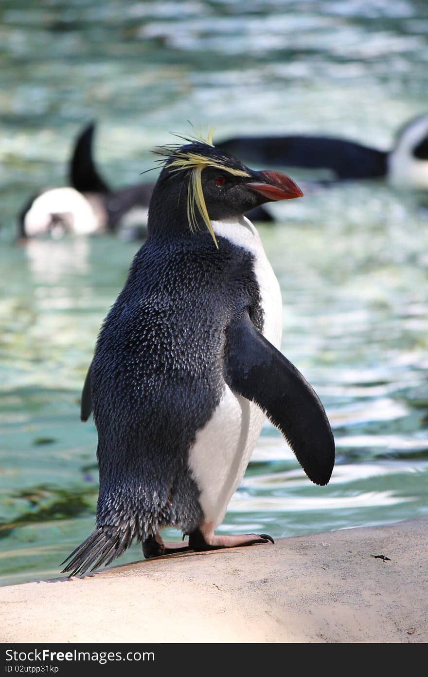 Rockhopper Penguin Zoo