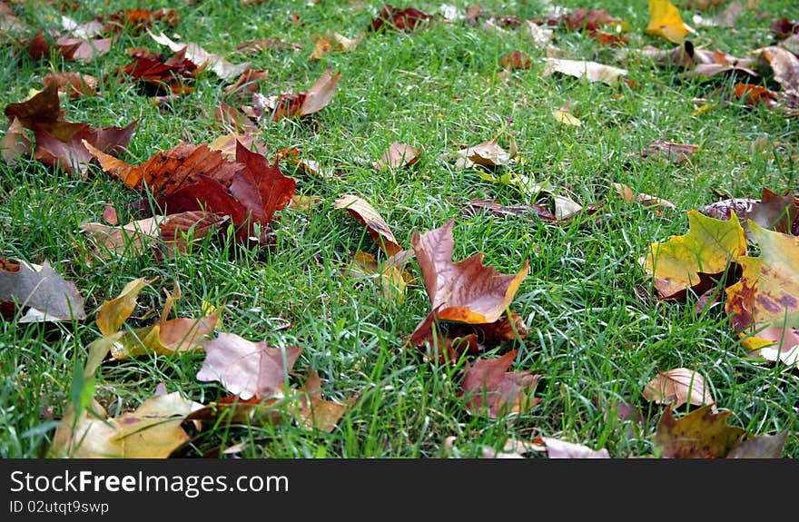 Fall foliage