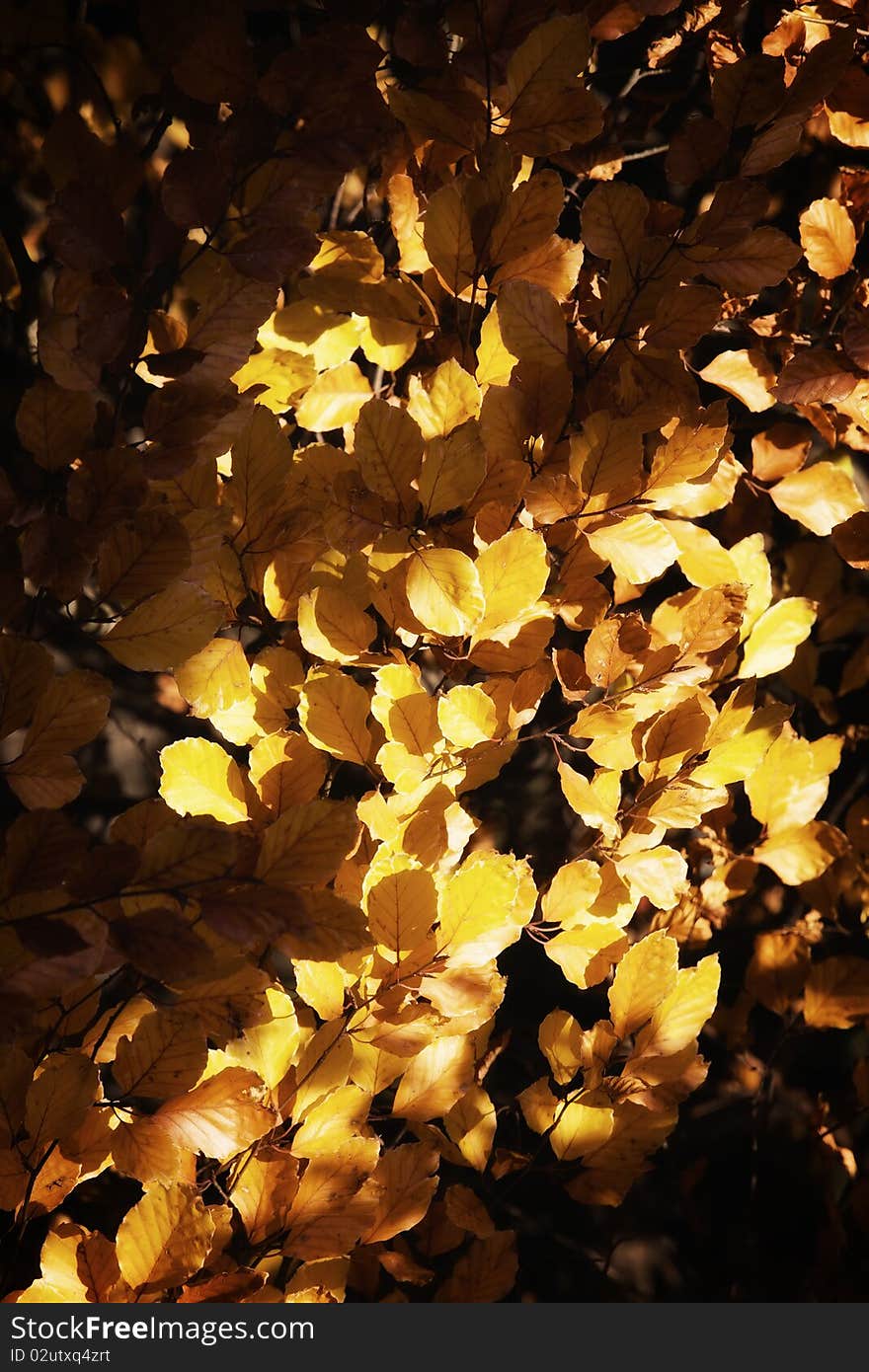 Close-up of brown and orange autumn leaves beautifully lit. Close-up of brown and orange autumn leaves beautifully lit.