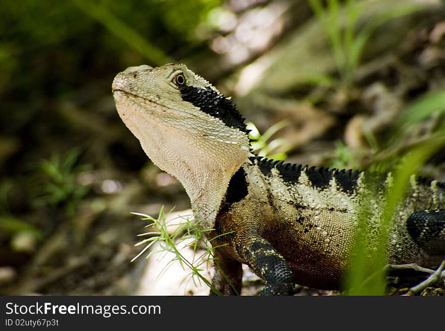 Beauty as a lizard