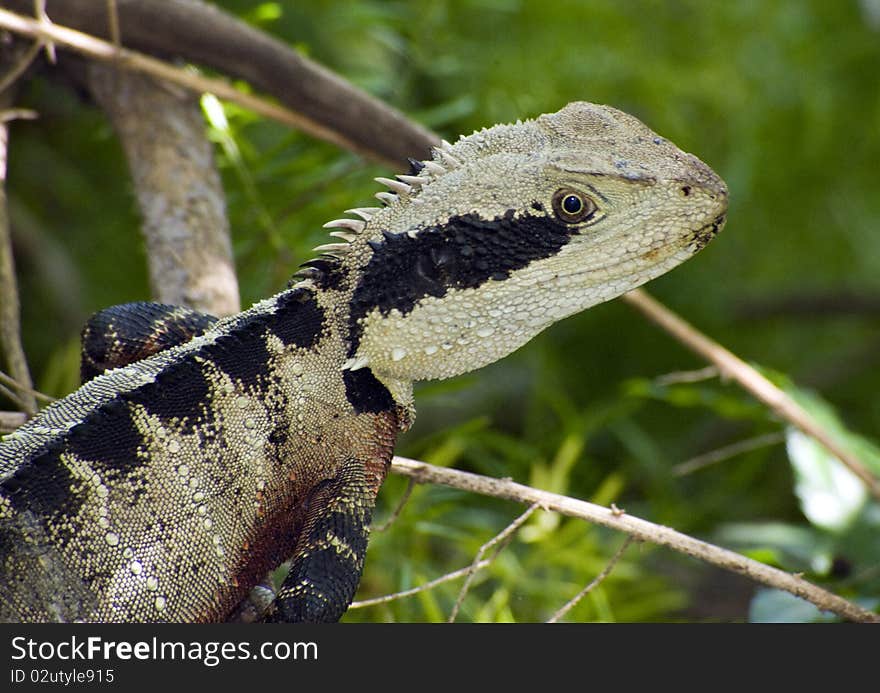 Australian's wild lizard (1mt in length). Australian's wild lizard (1mt in length)