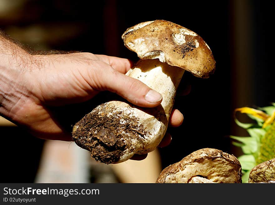 Man's hand picking a mushroom. Man's hand picking a mushroom.