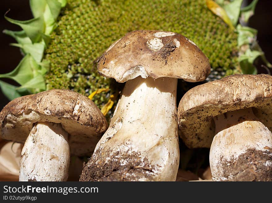 Three pore mushrooms