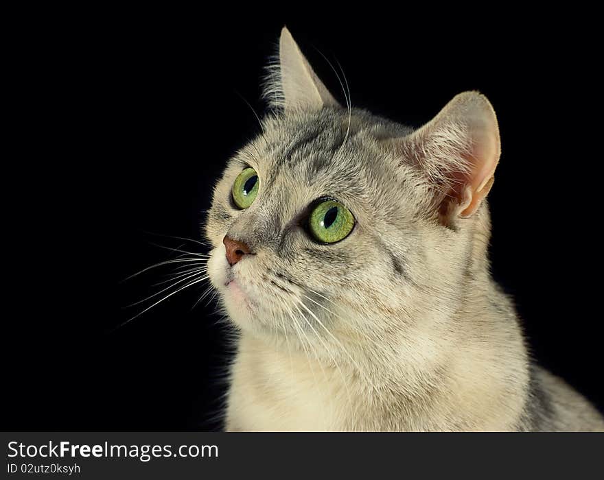 Lovely cat in black background