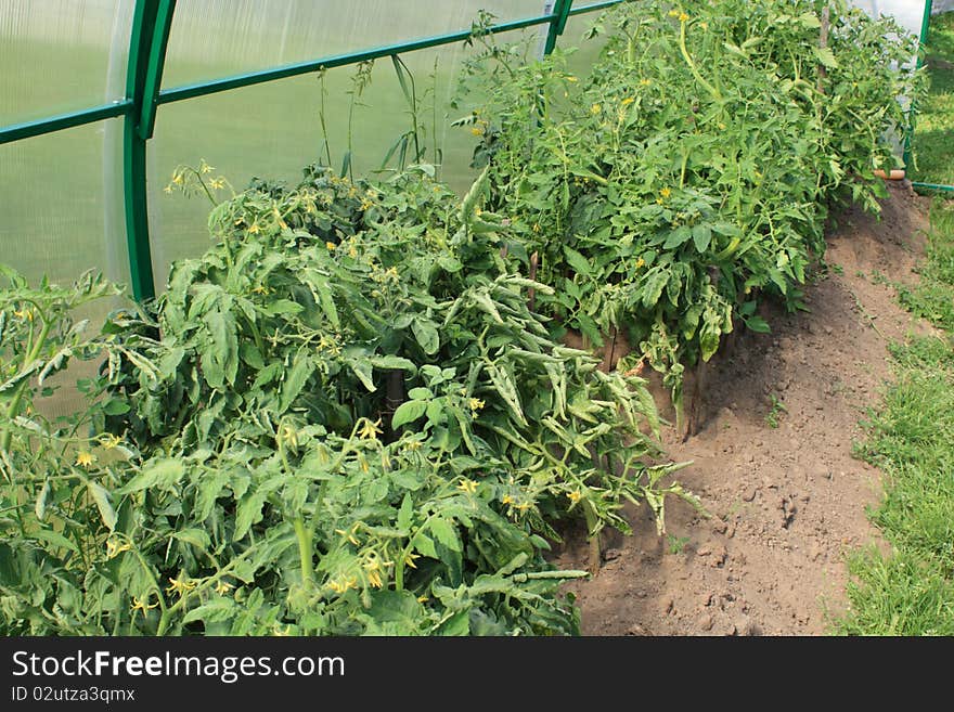 Greenhouse tomatoes