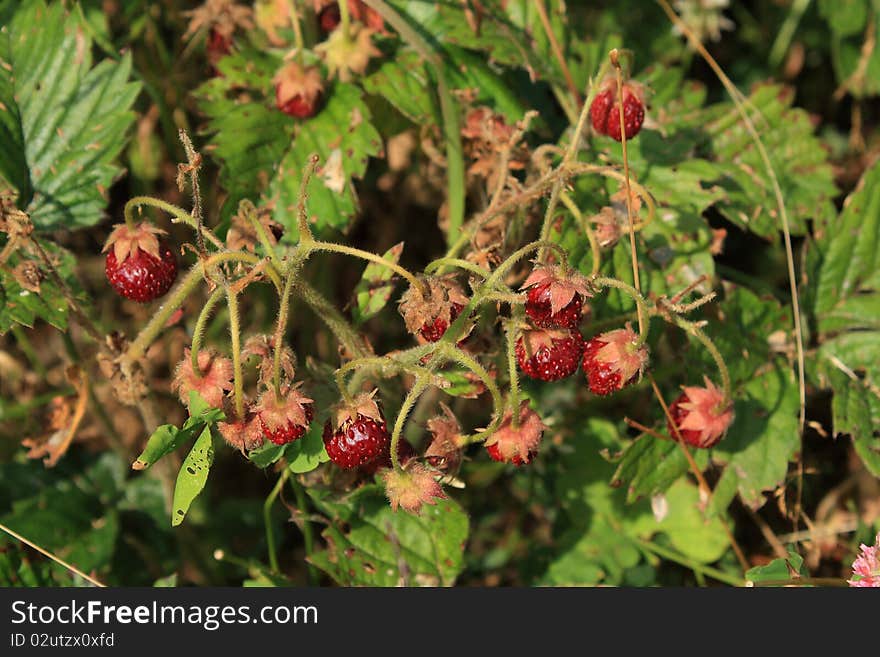 Bush strawberries closeup on a green background of foliage. Bush strawberries closeup on a green background of foliage