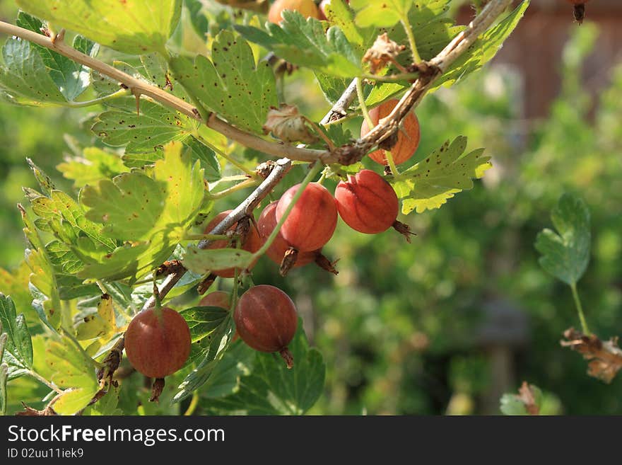 Closeup of berries on a branch of gooseberries on a background of green leaves. Closeup of berries on a branch of gooseberries on a background of green leaves