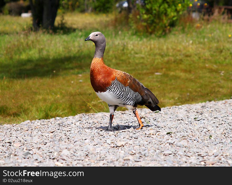 A duck taking a walk.