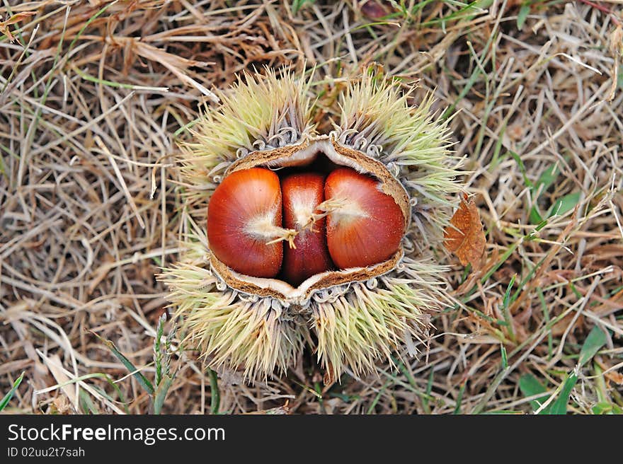 Riped chestnuts in the shell on the ground