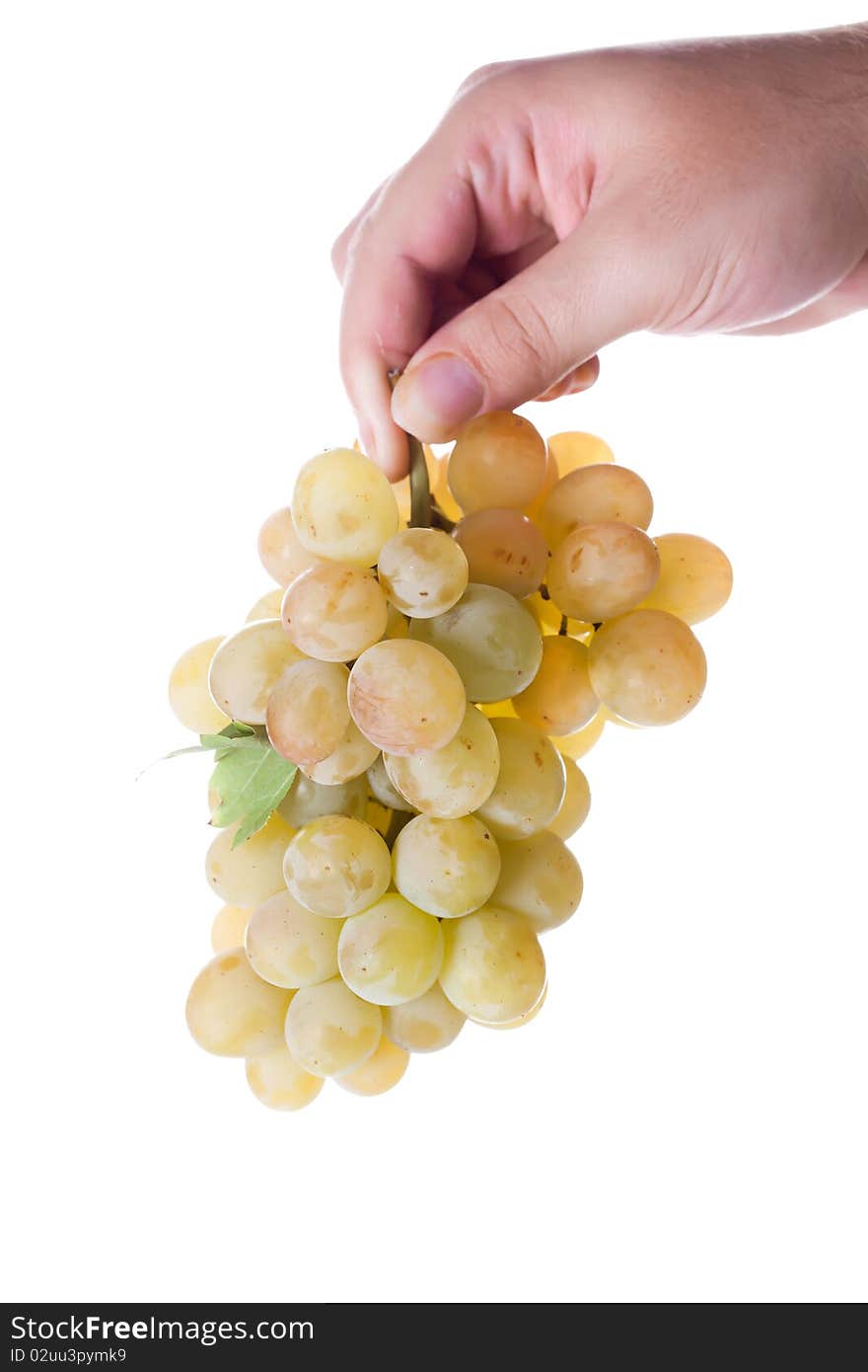 Man's hand holding a fresh cut bunch of grapes isolated on white