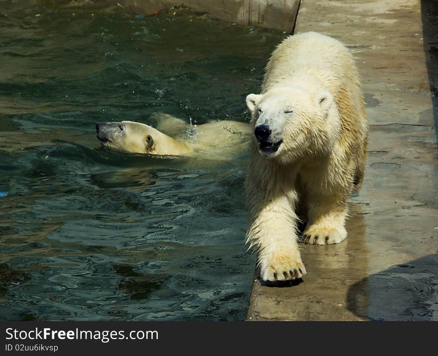 Polar bears in the Novosibirsk zoo