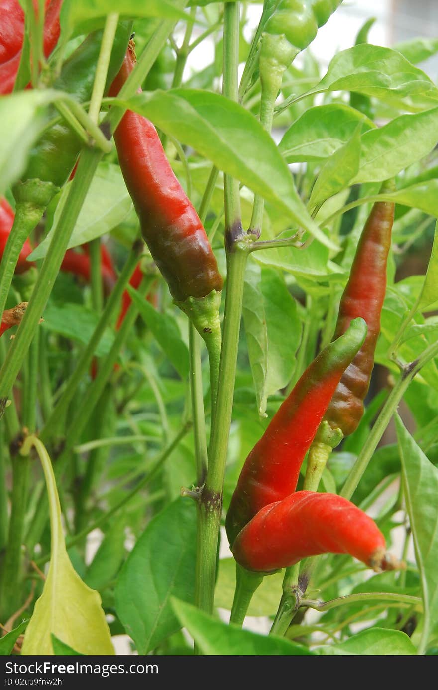 Small plant of chili