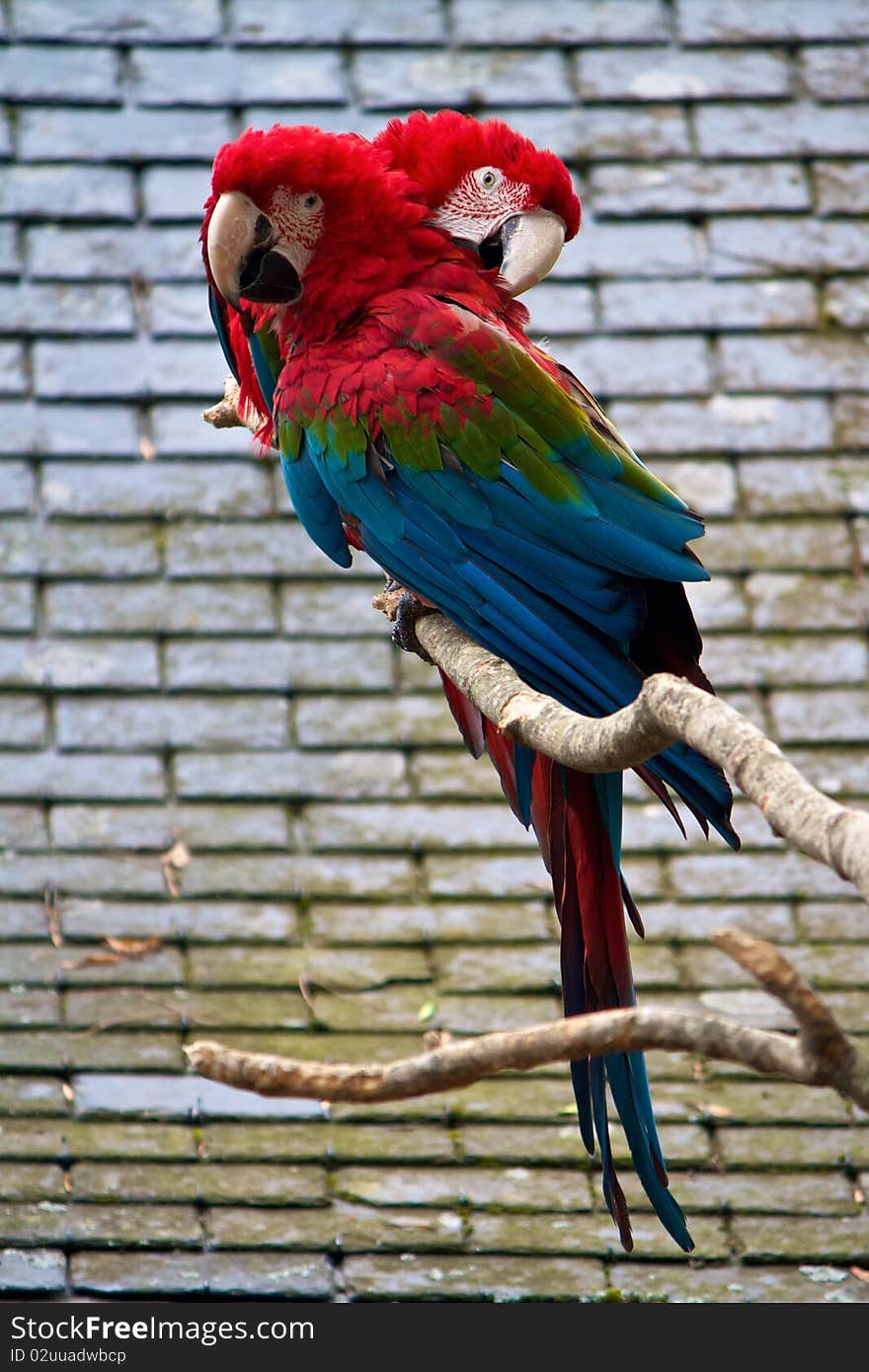 Two parrots kissing on a branch. Two parrots kissing on a branch