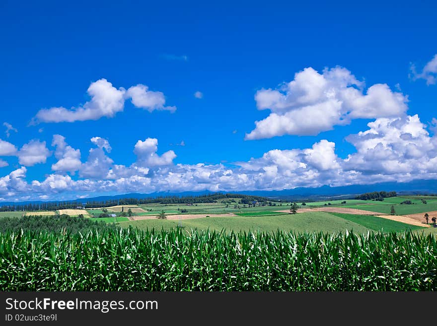 Beautiful green grass under blue sky. Beautiful green grass under blue sky