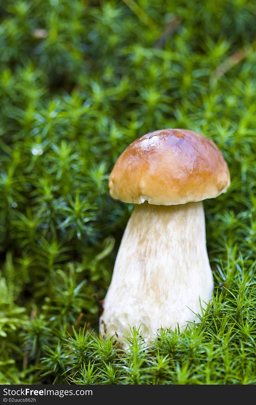 Little boletus on the background of green moss in the wild, natural environment. Little boletus on the background of green moss in the wild, natural environment