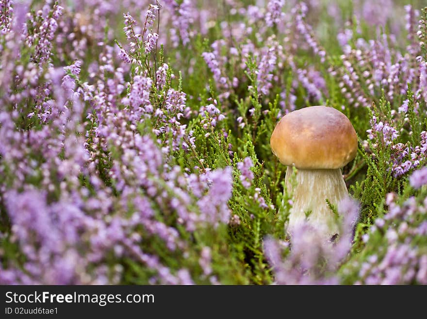 Mushroom In Heather