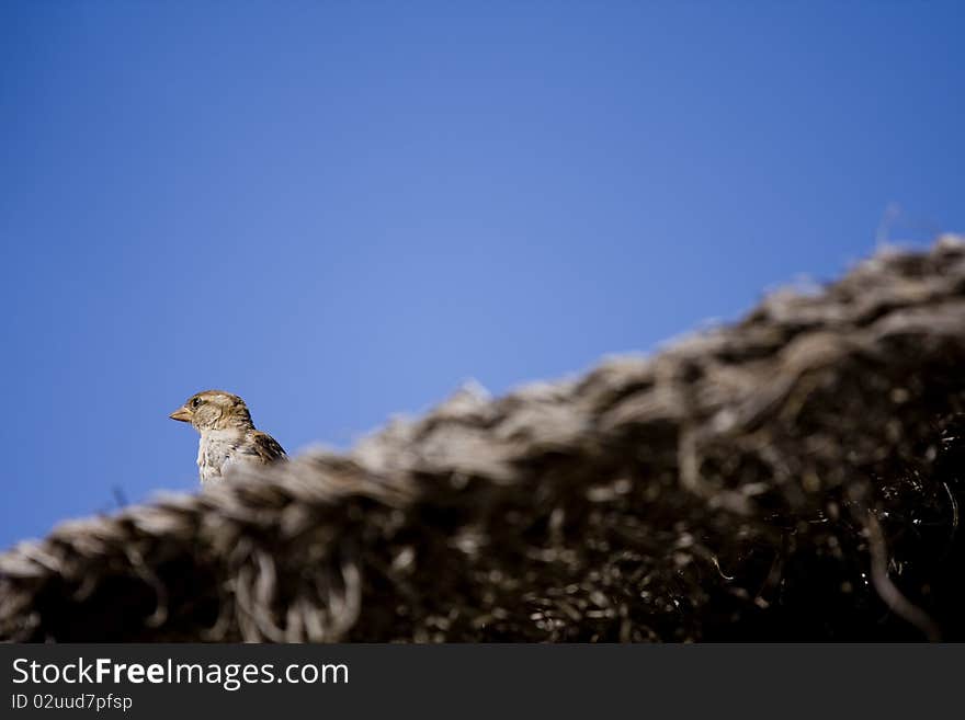 Pair of birds sitting on beach umbrella