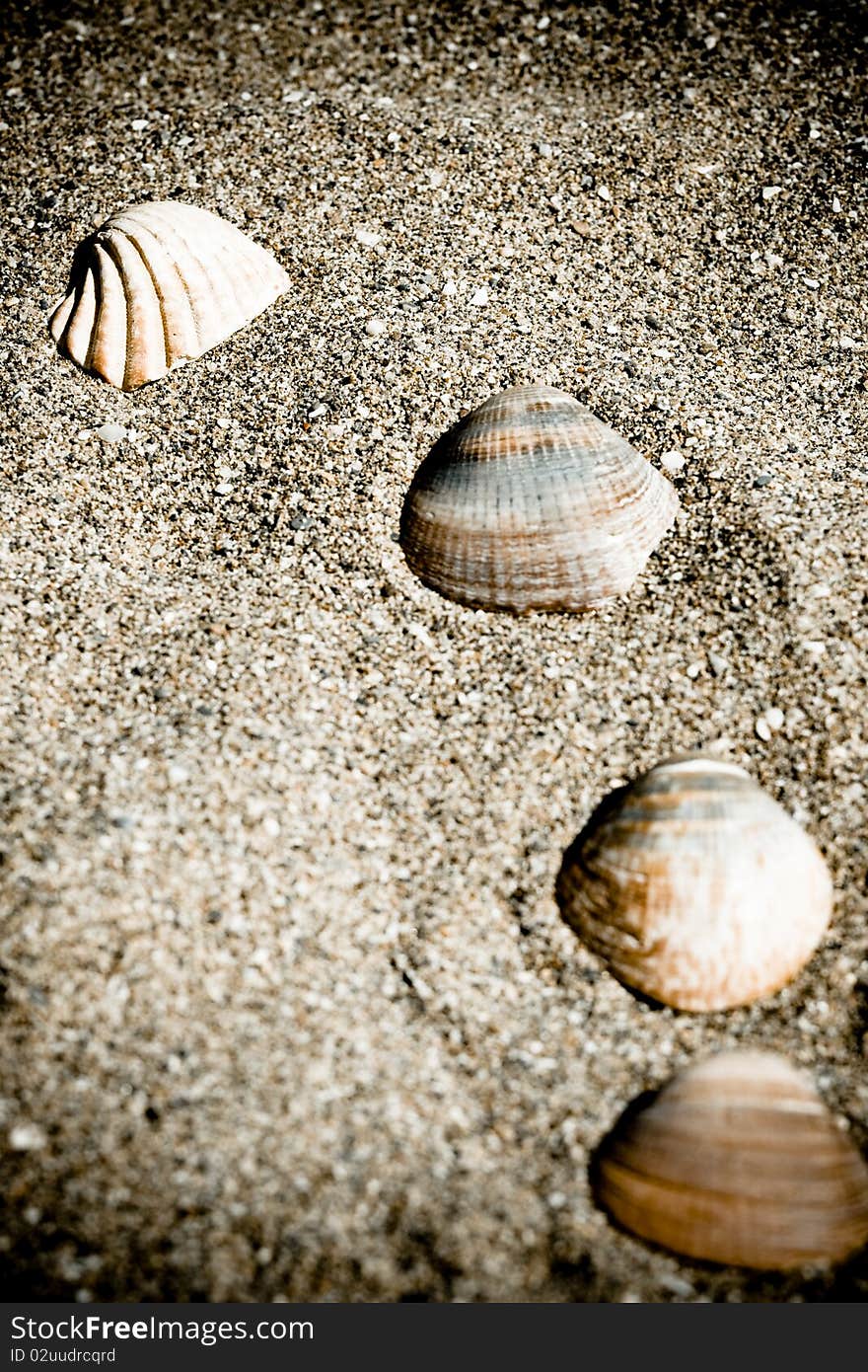 Vintage sea shells with sand as background. Vintage sea shells with sand as background