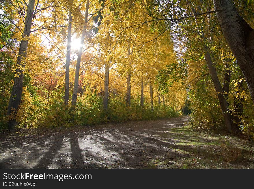 Autumn landscape: an alley with tall poplars in autumn park. Sunlight in the frame. Natural beautiful backdrop for any purpose