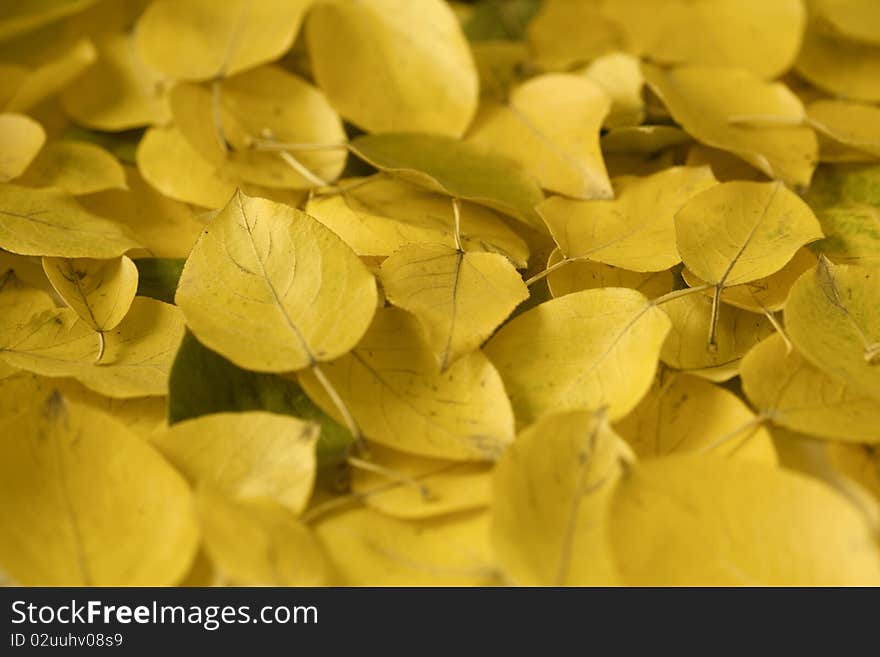 Yellow Autumn Leaves