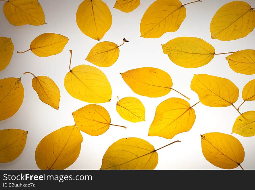 Yellow Autumn Leaves