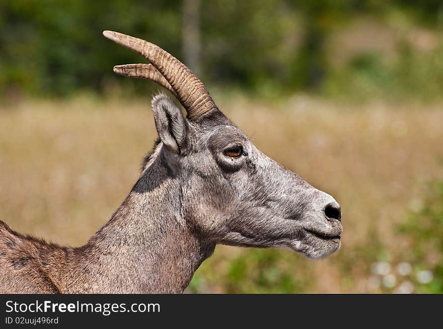 Close up of a Female Bighorn Sheep from the Canadian Rockies