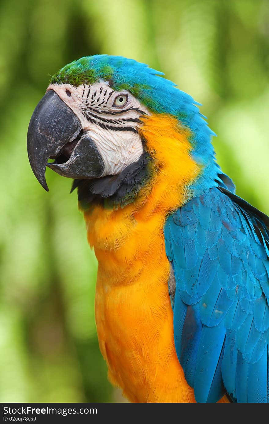 A blue and yellow macaw closeup