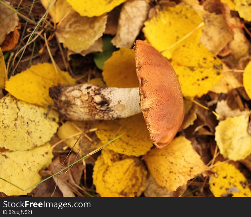 Mushroom with a red hat in autumn forest. Mushroom with a red hat in autumn forest