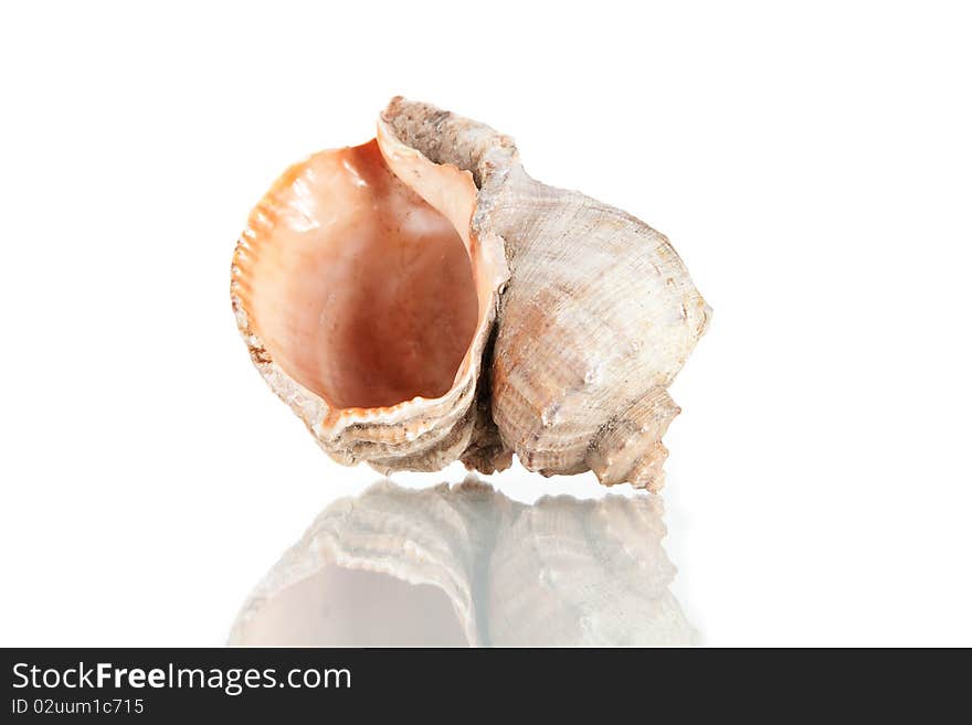 Big cockleshell, studio shot isolated on white background. Big cockleshell, studio shot isolated on white background